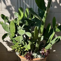 2 Prickly Pear Cactus w/Succulents: $100.00 for the set: