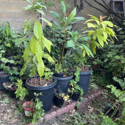 Avocado Tree $15.00 Each