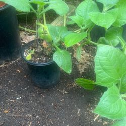 Yacon Plant Or Pear Of The Earth 