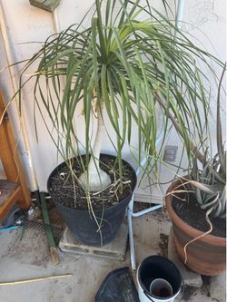 Plant