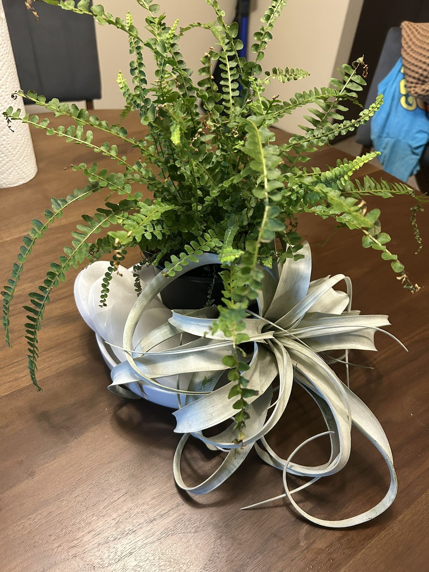 LivePlant Custom Centerpiece