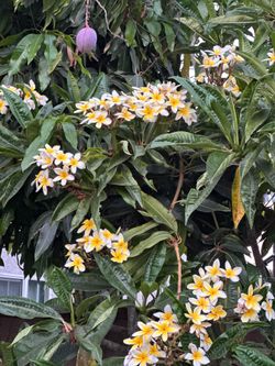 Plumeria Cuttings
