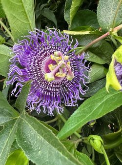 Pasiflora flor morada