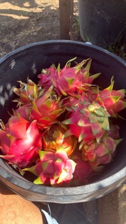 Dragon Fruit