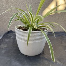 Spider Plant