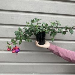 4” Voodoo Fucshia Plant