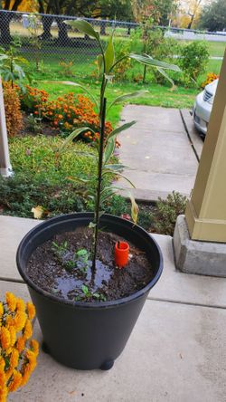 Dracaena Sarderiana  plant