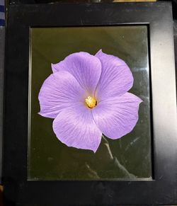 Masquerade Blue Hibiscus Metal Print Signed David Leaser 2011