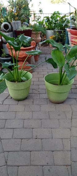 $40 For Both