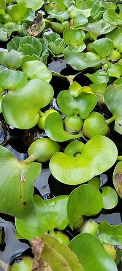Water Hyacinth & Water Lettuce pond or aquarium plants