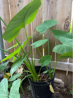Elephan ear plant