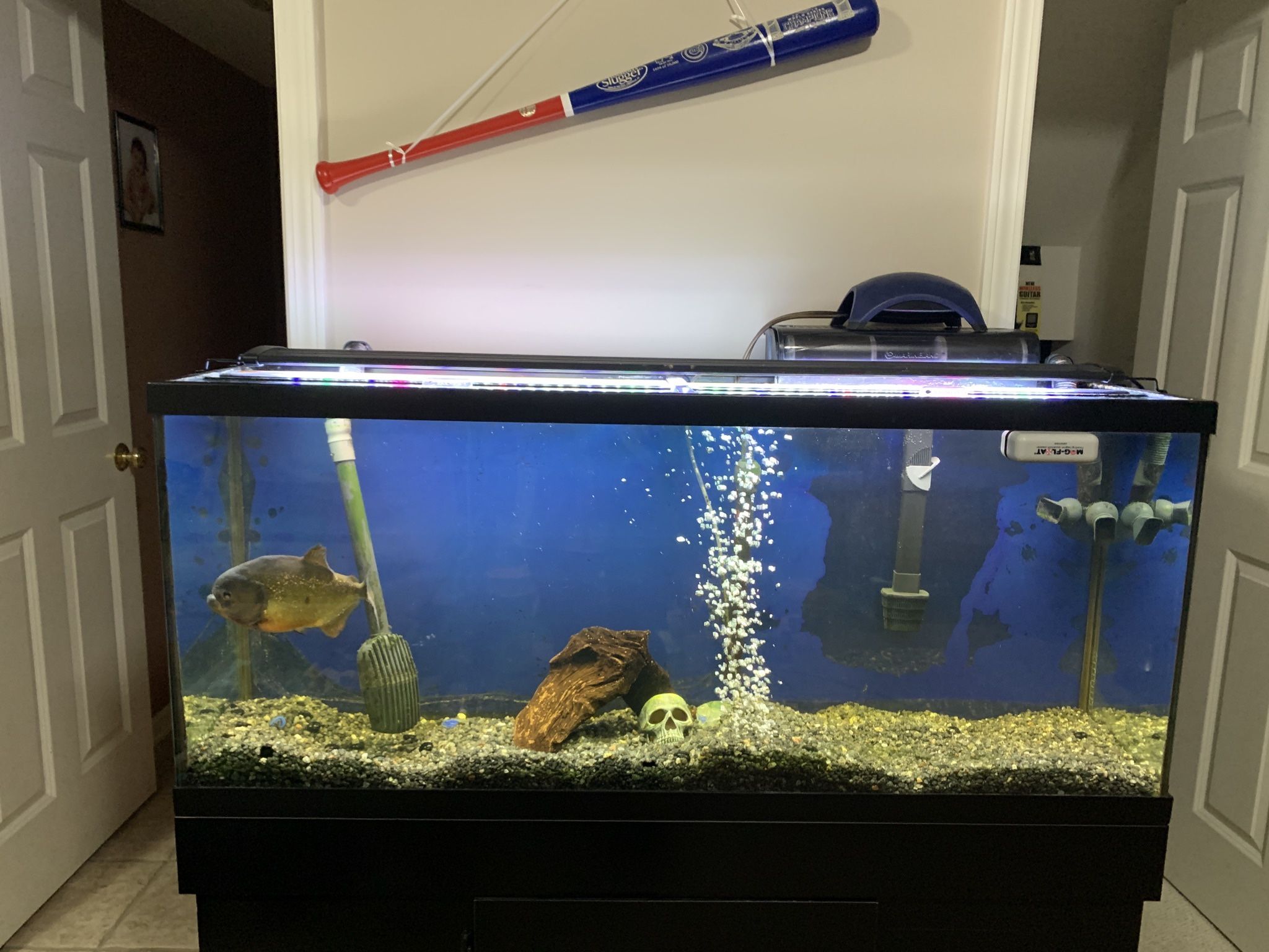 55 Gallon Fish Tank With New Stand 