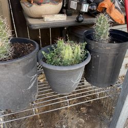 Potted cactus