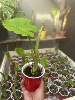 Elephant Ear Plant (Alocasia) for Sale 🌿