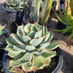 Agave
