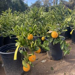 5 Gallon Size- Fruiting Age- Citrus Trees 