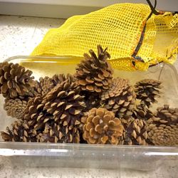 Pine CONES for Holidays Crafts already? It’s NOT too soon!