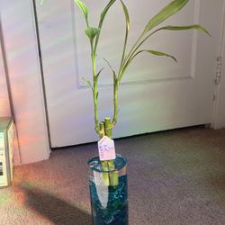  Lucky Bamboo Arrangement — Intention + Healing