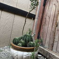 Beautiful Cactus With Ceramic Pot 