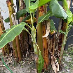 Ice Cream Banana Trees