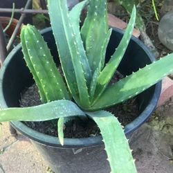 Aloevera & Cacus Beautiful Plantas 