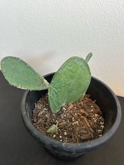 Prickly pear cactus pad in soil