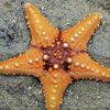 Starfish 