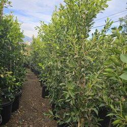 Ficus Nitida Hedge Or Private
