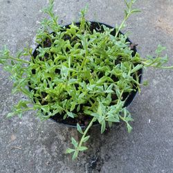 String Of Dolphins 