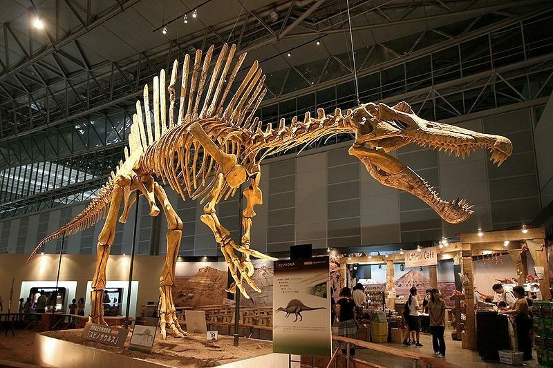 Real Spinosaurus Teeth For Sale!