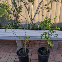 Three and a half years  old passion  fruit vine