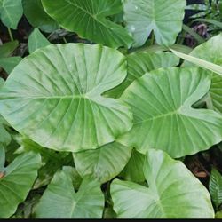 Elephant Ear Alocasia Potted Plant Landscape Plant