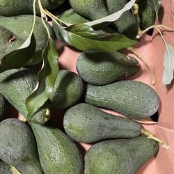 Avocados For Sale