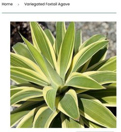 Variegated Foxtail Agave