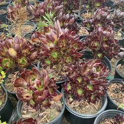 Aeonium Arboreum
