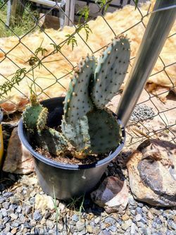 Purple Prickly Pear Cactus (Potted) - Great Desert Plant