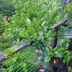 Calamondin Tree