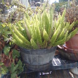 Donkey Tail Plants W/Pot
