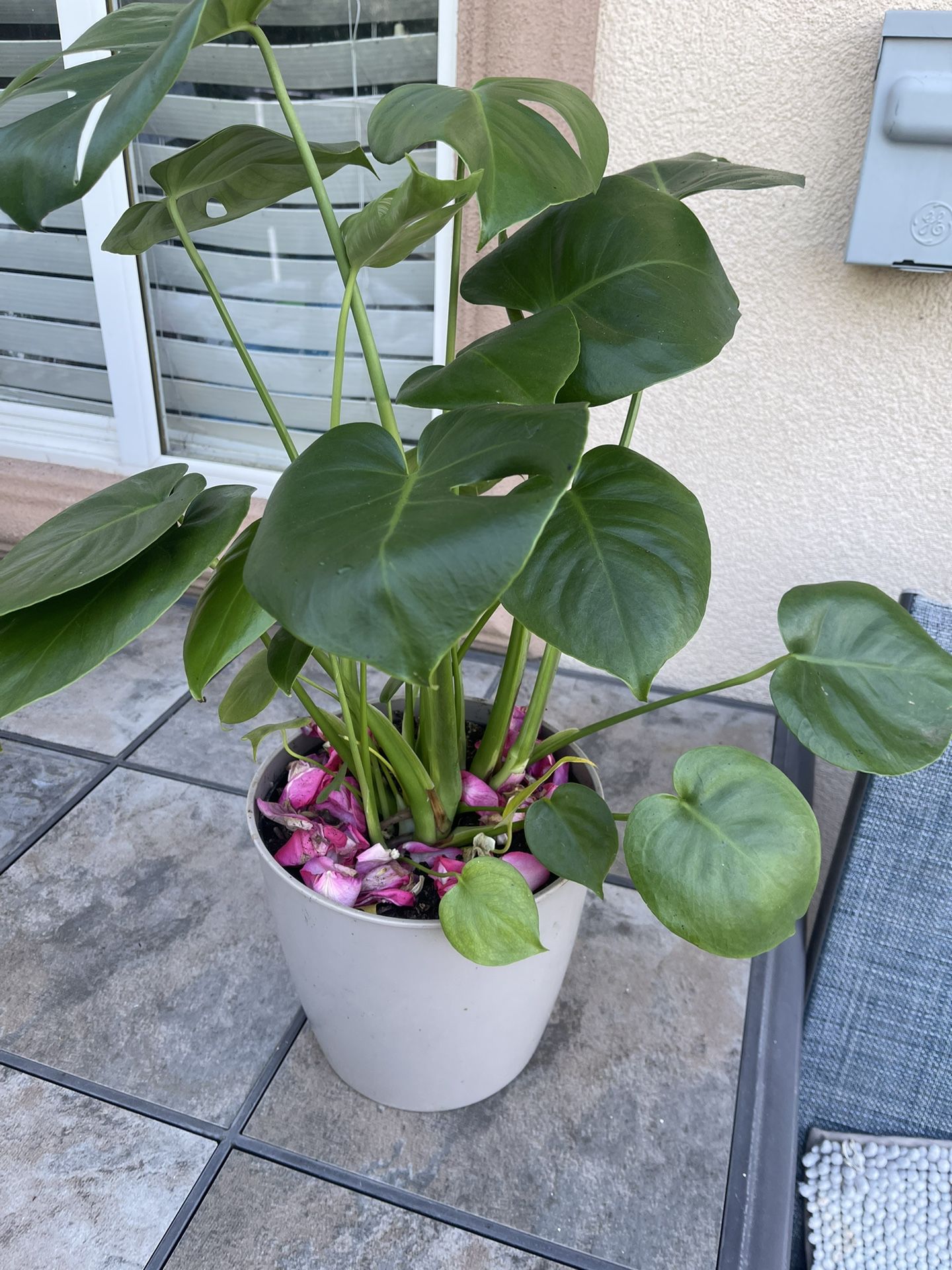 Monstera Plant In Nice Pot