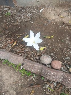 Semillas de esta planta.