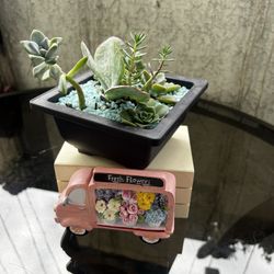 Succulent Arrangement 