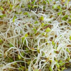 12 Pack Sprouts 