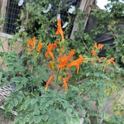Flowering Plants In 15 Gallon Containers 