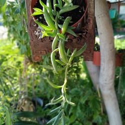 Plant Ansuelo.  GrandesEn decorasion