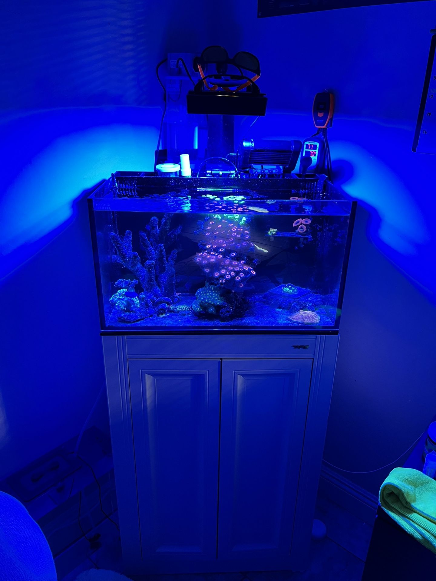 Innovative Marine 20 Gallon Tank With Coral