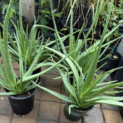 Aloe Vera Or Savila Plans $15 Each