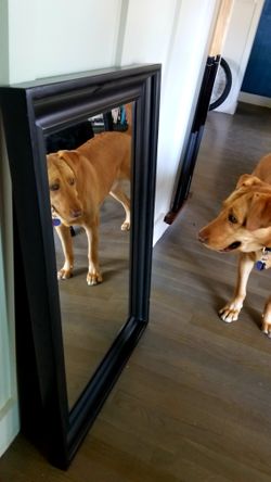 Black wood cased mirror