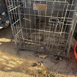 Dog Kage Medium Sized