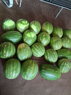 Watermelon/ Sandias