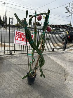 Dragon Fruit Plant 